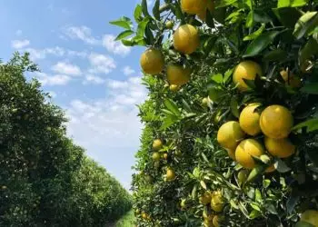 Citricultura é capaz de abrigar mais de 300 espécies da fauna silvestre