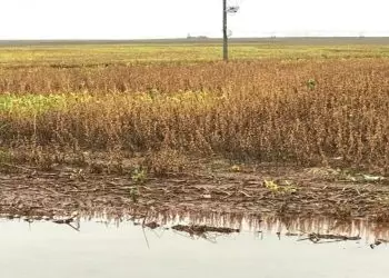 Colheita de soja avança para 85% no Rio Grande do Sul, diz Emater