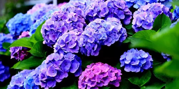 Confira as 5 flores para plantar no inverno em qualquer região do Brasil