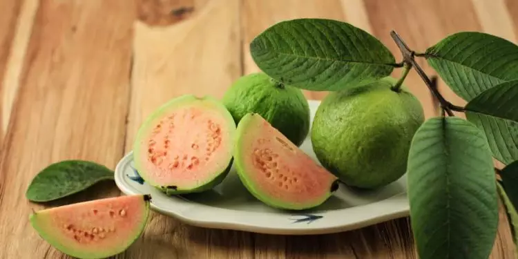 Confira como plantar goiaba e ter a fruta em casa o ano todo