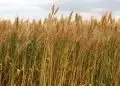 IBGE aponta maior produção de algodão, feijão arroz e trigo na Safra 2024