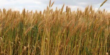 IBGE aponta maior produção de algodão, feijão arroz e trigo na Safra 2024
