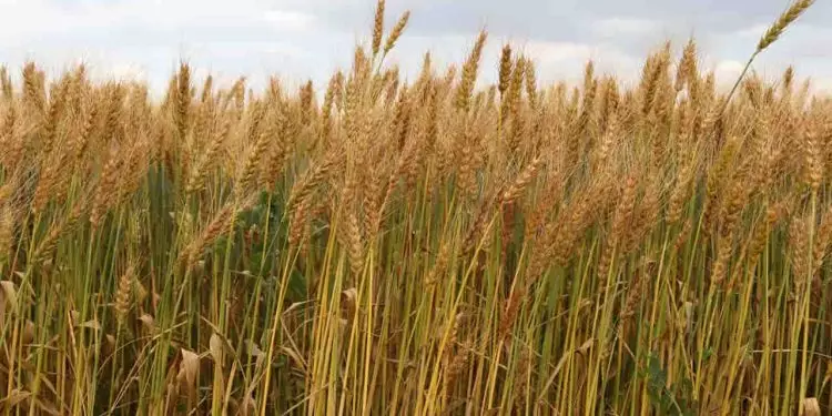IBGE aponta maior produção de algodão, feijão, arroz e trigo na safra 2024 1 IBGE aponta maior produção de algodão, feijão arroz e trigo na Safra 2024