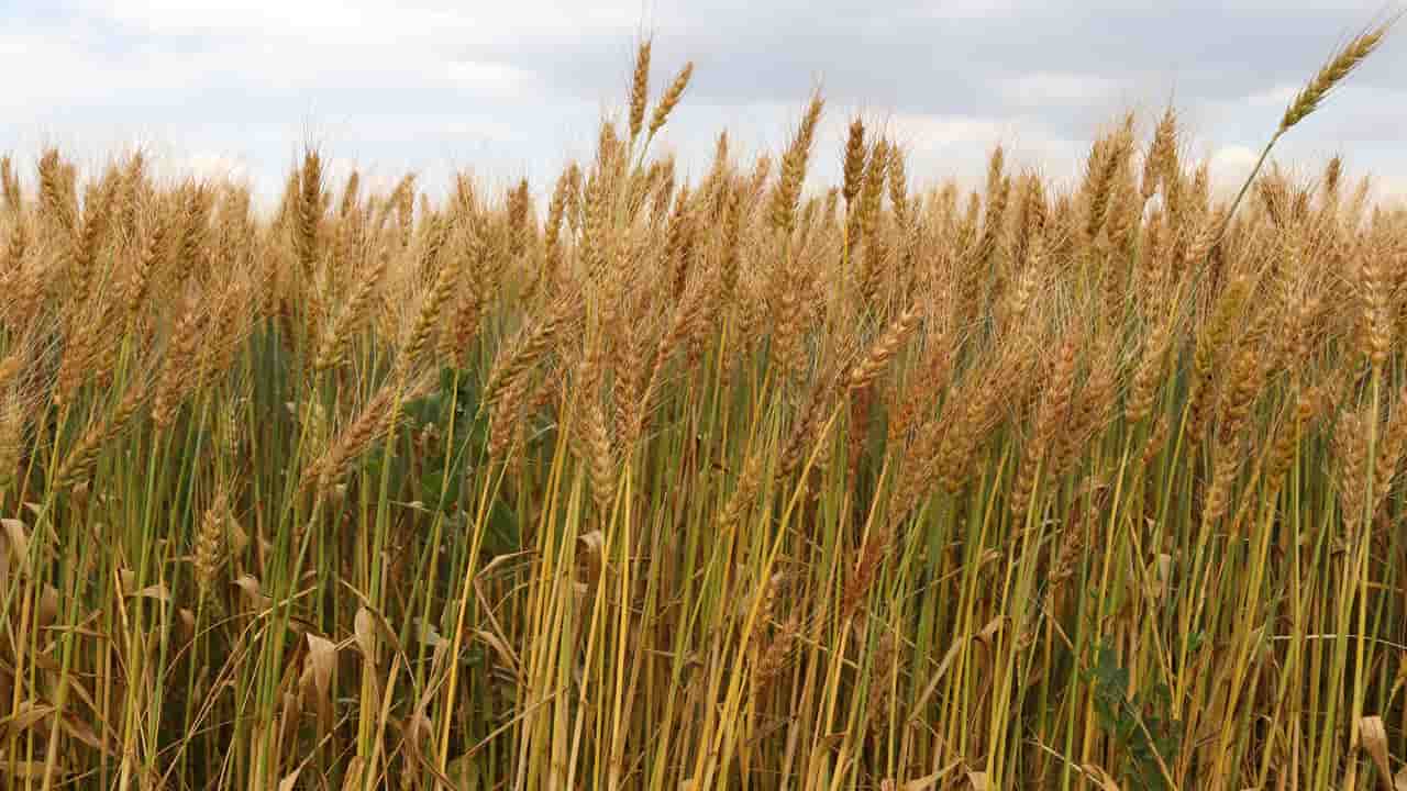 IBGE aponta maior produção de algodão, feijão, arroz e trigo na safra 2024
