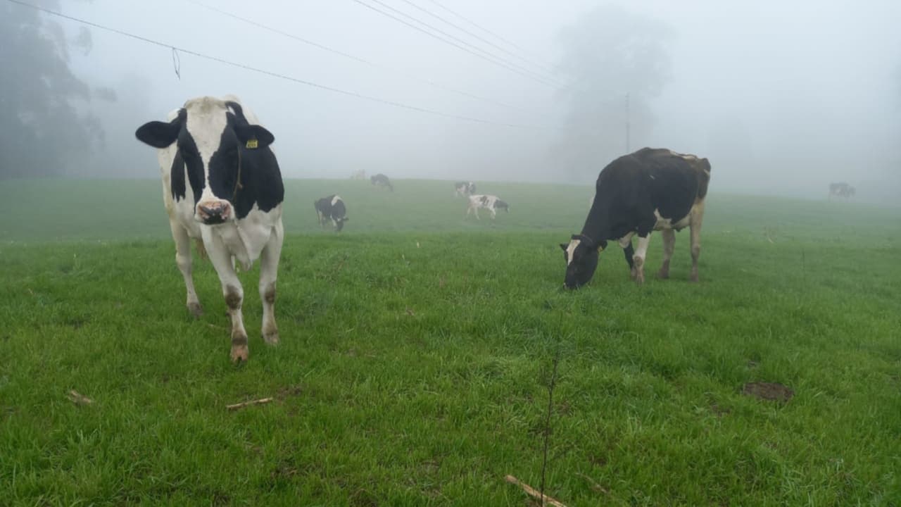 Produção de leite fica em risco com enchentes no Rio Grande do Sul