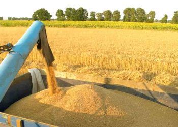 Produção de milho e soja atinge 295,45 milhões de toneladas na safra 2023/2024