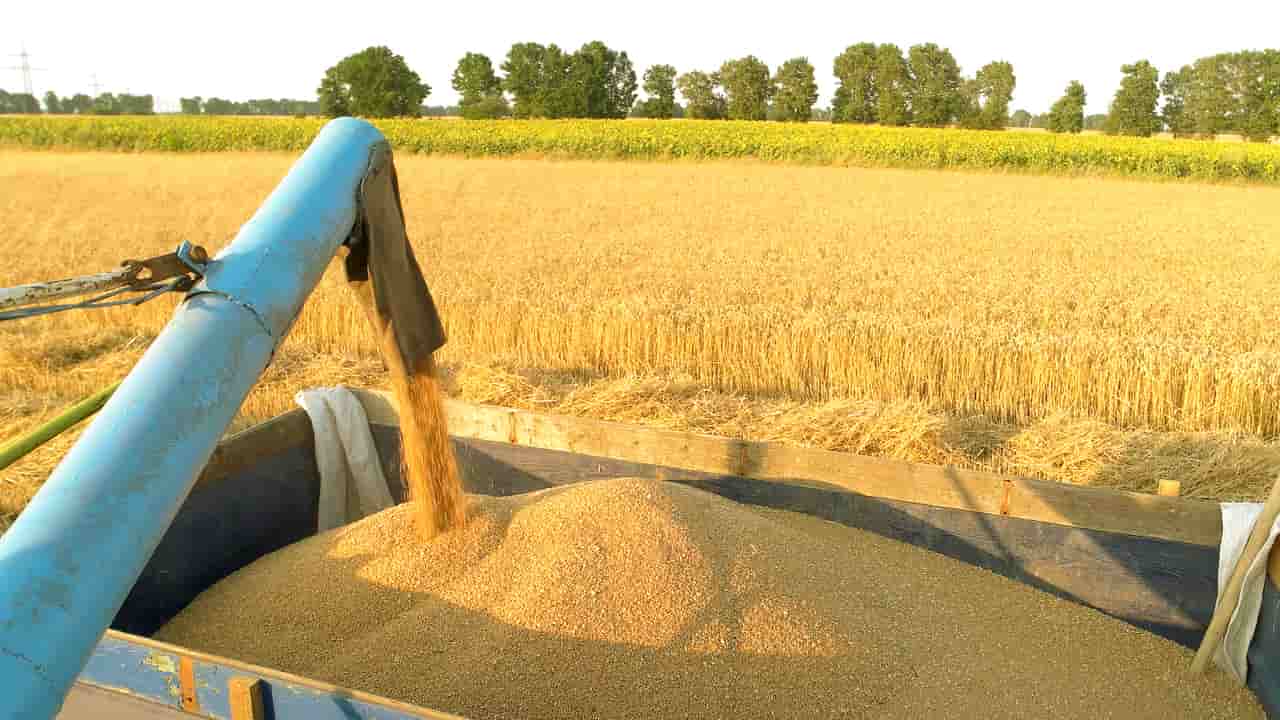 Produção de milho e soja atinge 295,45 milhões de toneladas na safra 2023/2024