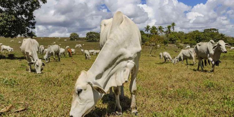 Prova de ganho de peso vai definir o desempenho do gado Nelore, no Tocantins