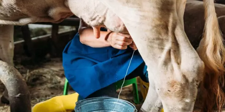 Saiba quais medidas estabelecidas pelo MAPA para apoiar setor de lácteo no RS