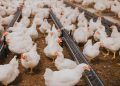 Setor de avicultura gera 3,5 milhões de empregos diretos e indiretos no Brasil