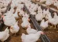Setor de avicultura gera 3,5 milhões de empregos diretos e indiretos no Brasil