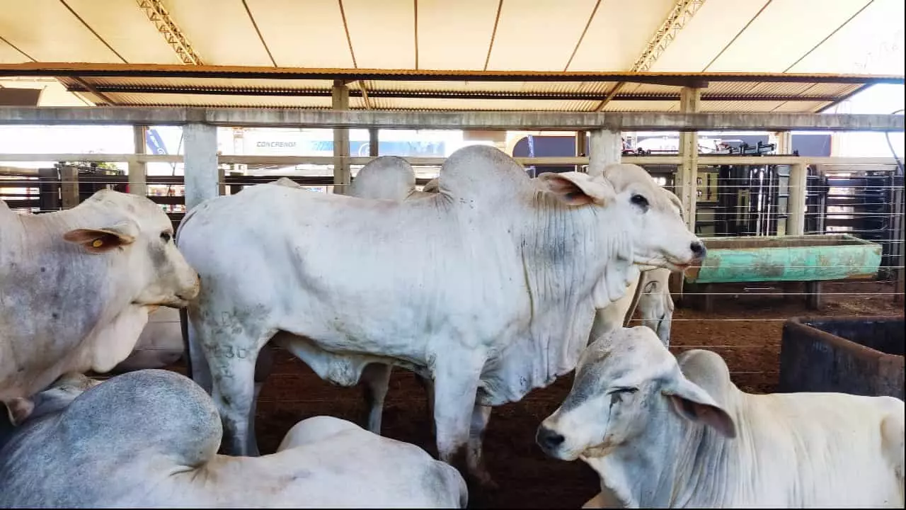 Tecnologia de alta performance e genética animal são apresentadas na Agrotins 2024