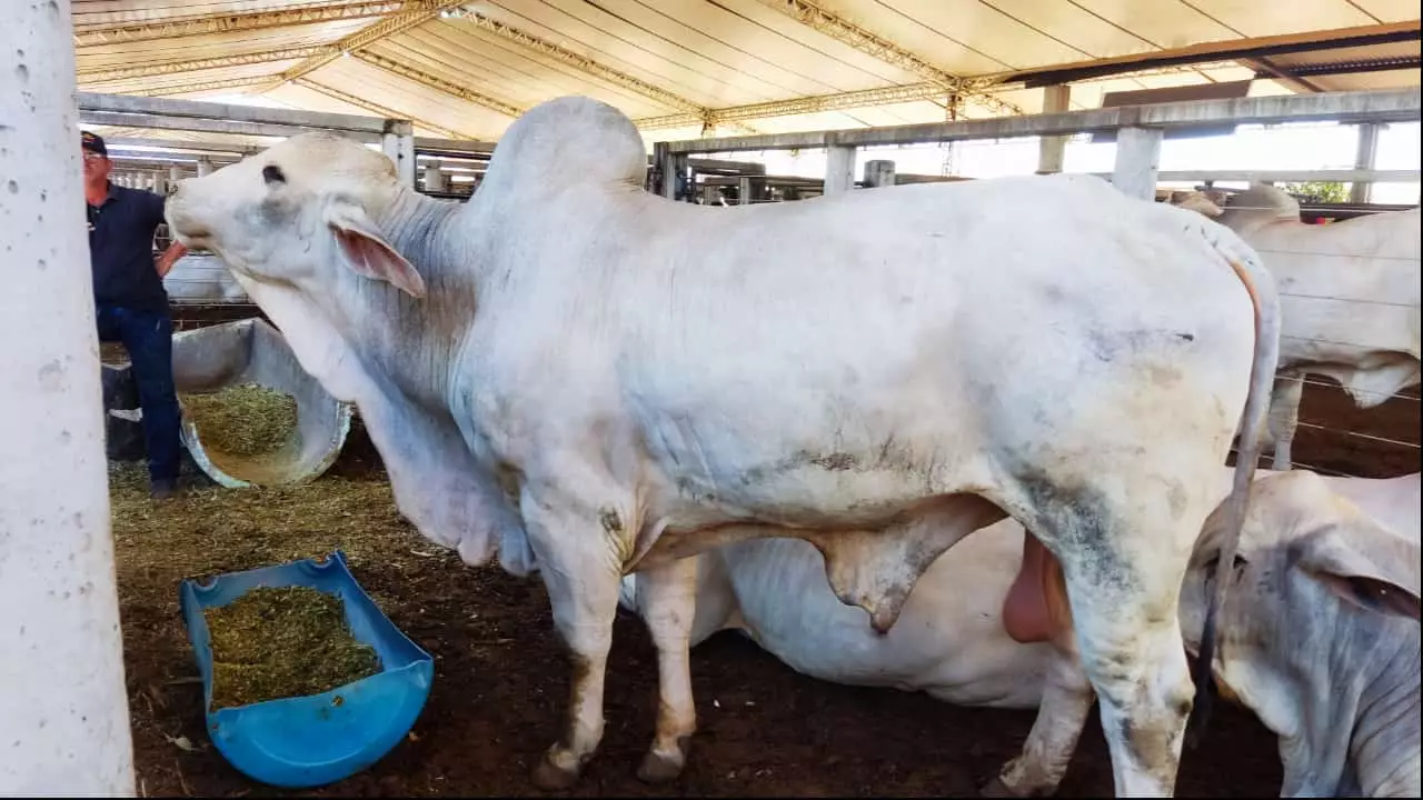 Tecnologia de alta performance e genética animal são apresentadas na Agrotins 2024