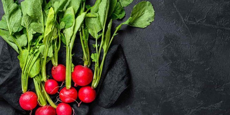 Veja como plantar rabanete e as vitaminas presentes que fortalecem a saúde
