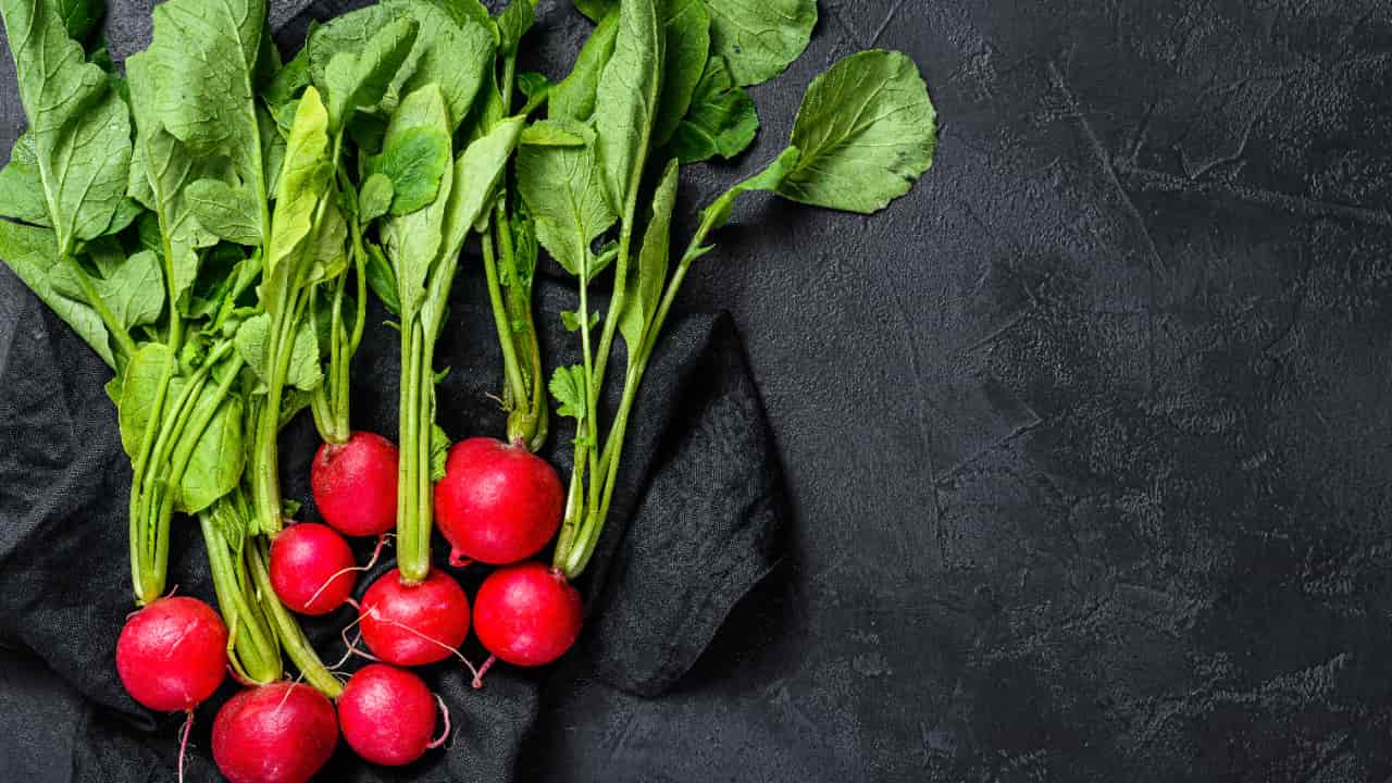 Veja como plantar rabanete e as vitaminas presentes que fortalecem a saúde