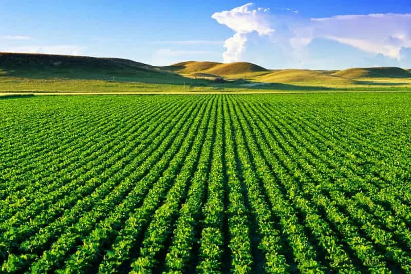 Agropecuária