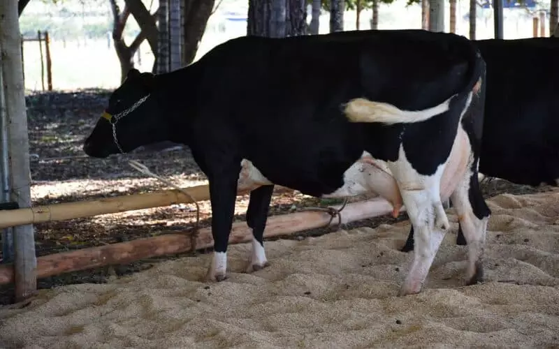 Agrotecnoleite, Agriminas e Exposoja: feiras que movimentam o agro nesta semana