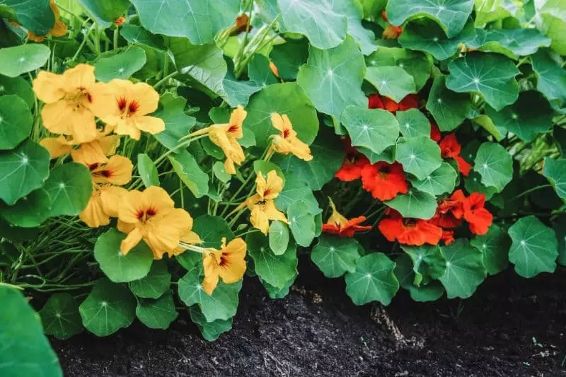 Confira as 5 flores para plantar no inverno em qualquer região do Brasil 5 Capuchinha