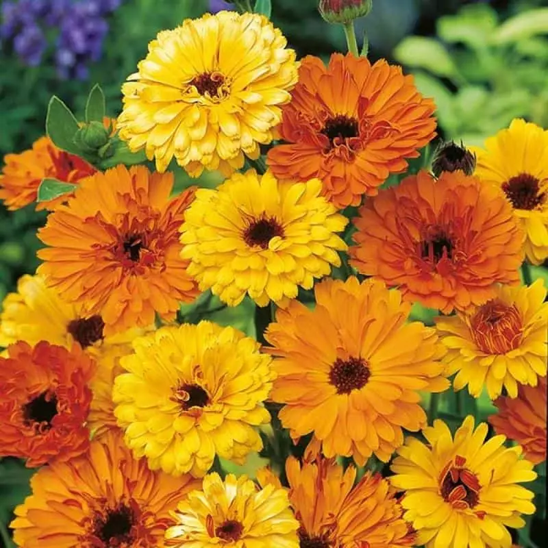 Confira as 5 flores para plantar no inverno em qualquer região do Brasil 3 Calêndula