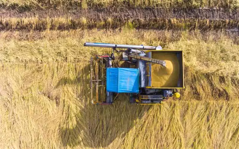 Conab é autorizada comprar até 1 milhão de toneladas  de arroz estrangeiro