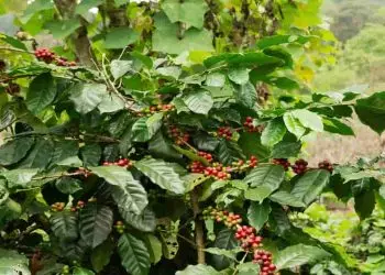 Conab afirma que safra de café deverá crescer 6,8%