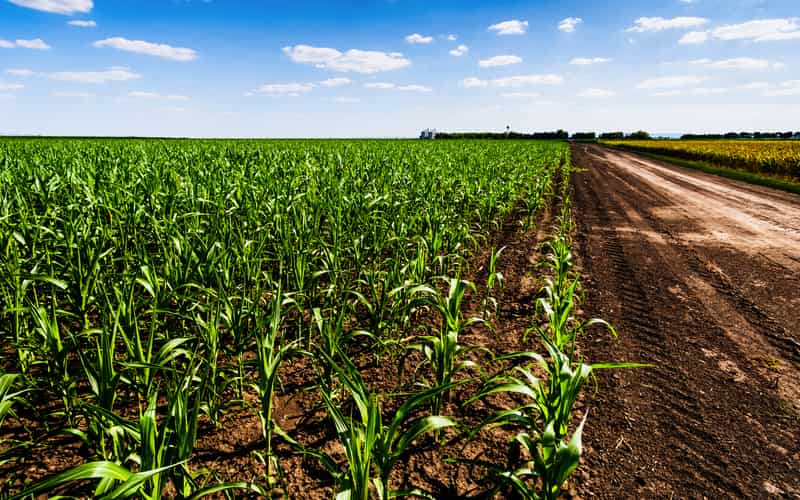 IBGE aponta maior produção de algodão, feijão arroz e trigo na Safra 2024