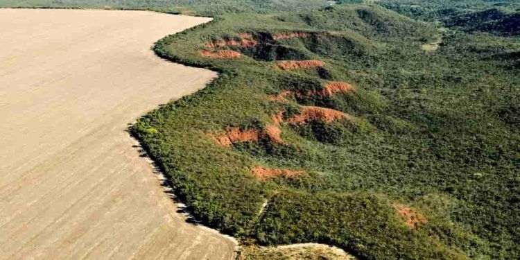 Desmatamento no Brasil cai 11,6% em 2023, aponta MapBiomas