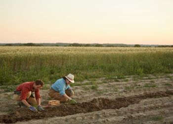 Famílias em risco podem receber fomento rural novamente; entenda