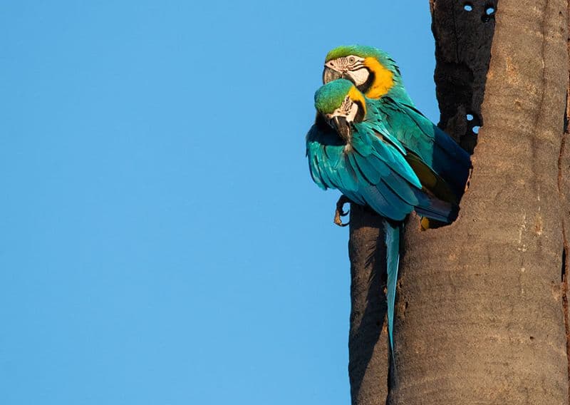 Citricultura é capaz de abrigar mais de 300 espécies da fauna silvestre 2 Fauna Silvestre
