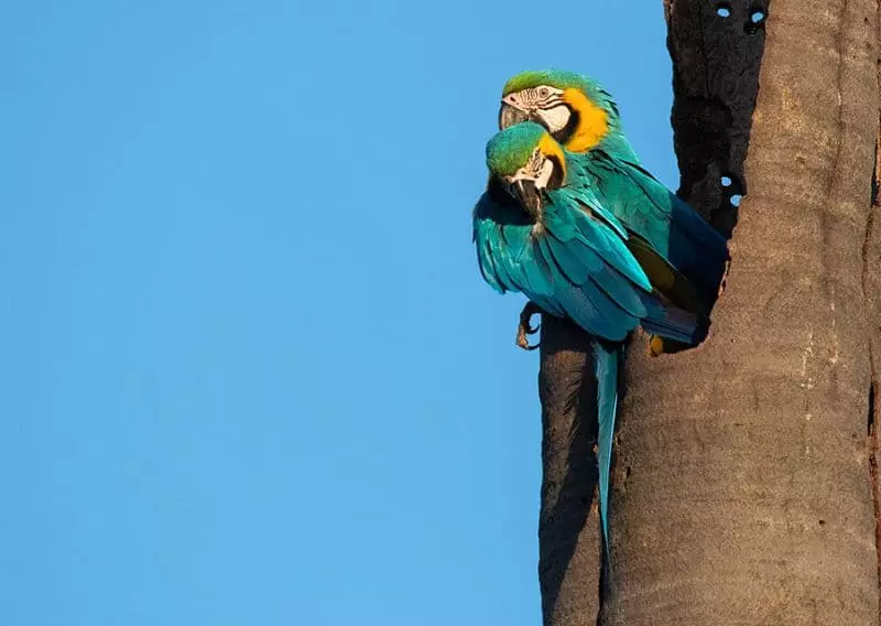 Citricultura é capaz de abrigar mais de 300 espécies da fauna silvestre 2 Fauna Silvestre