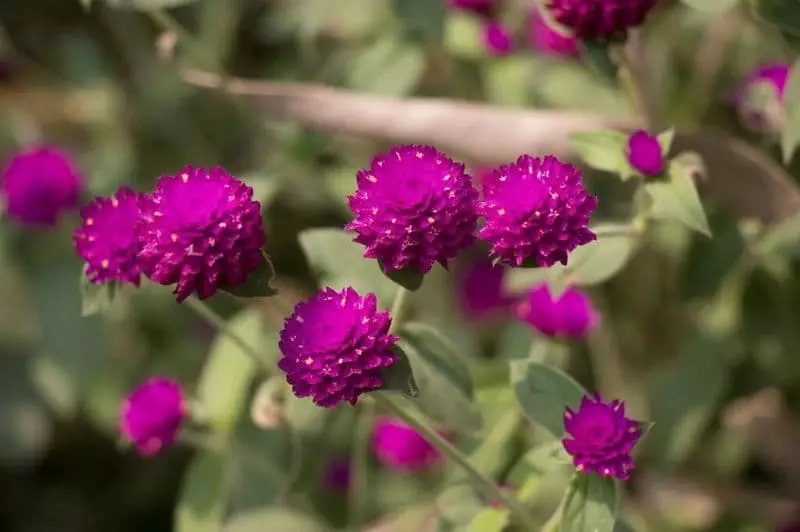 Confira as 5 flores para plantar no inverno em qualquer região do Brasil 2 Flores de inverno