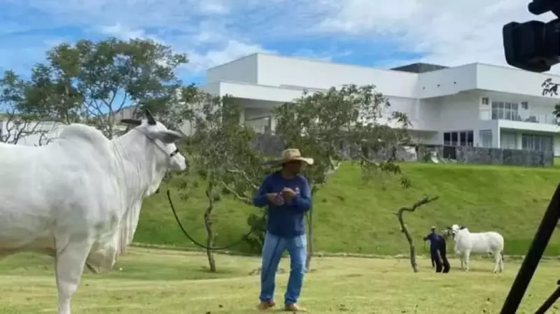 Leilão de gados