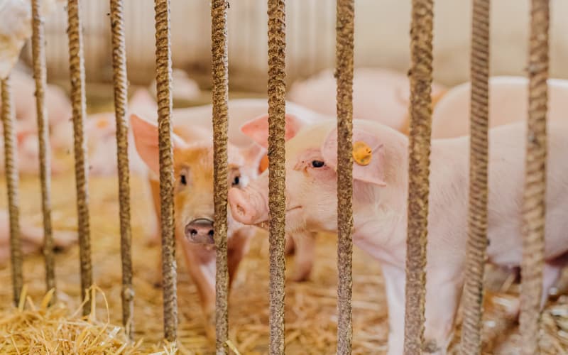 Exportações de carne suína brasileira crescem 7,8% em abril