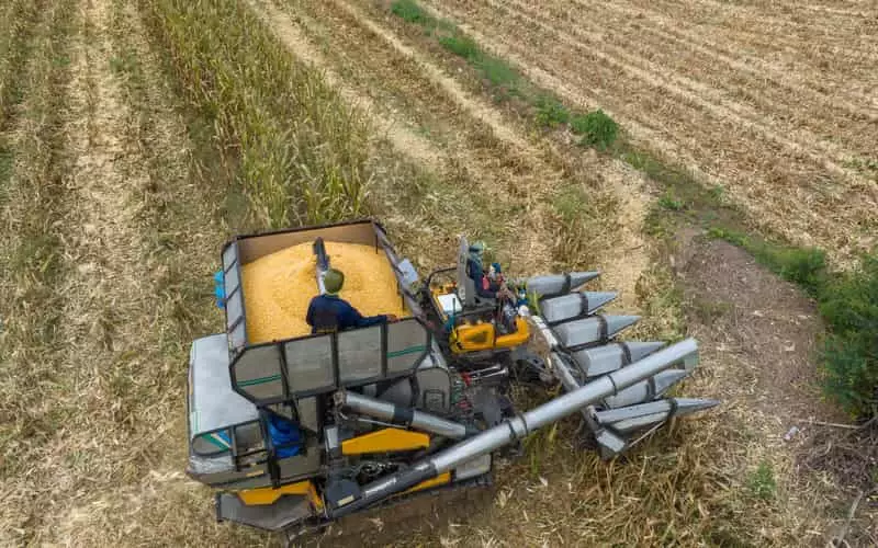 IBGE aponta maior produção de algodão, feijão, arroz e trigo na safra 2024 4 IBGE aponta maior produção de algodão, feijão arroz e trigo na Safra 2024