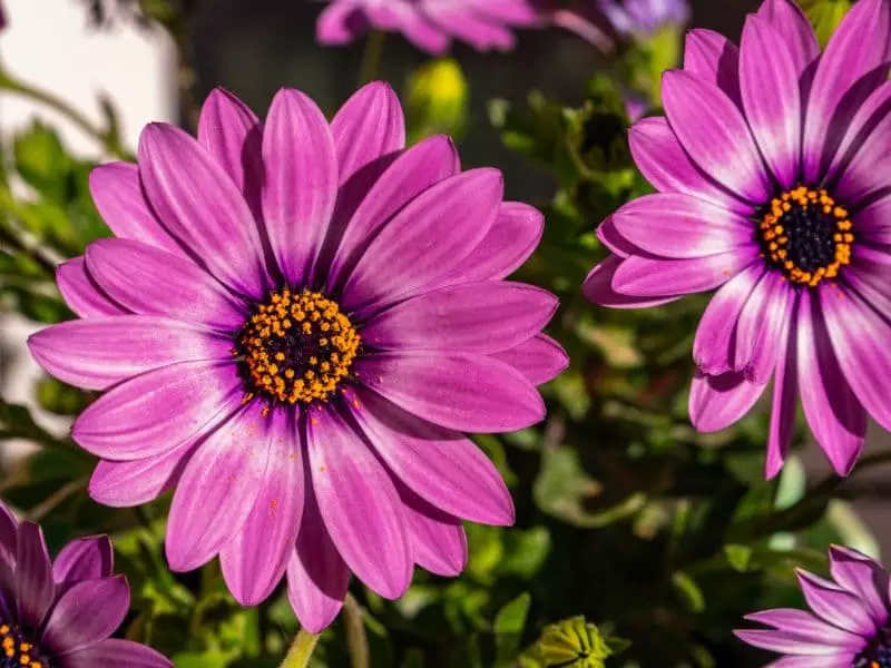 Confira as 5 flores para plantar no inverno em qualquer região do Brasil 6 Margarida africana