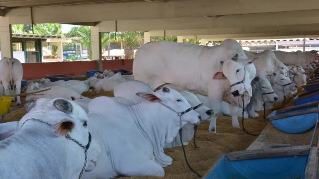 Exposição Agropecuária em Goiás deve movimentar R$ 100 milhões em negócios 2 Pecuária de Goiânia: confira programação da 77ª Exposição Agropecuária de Goiás