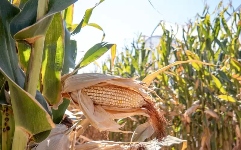 CNA pede prorrogação de prazo para produtor formalizar renegociação de dívida 2 CNA pede prorrogação de prazo para produtor formalizar renegociação de dívida