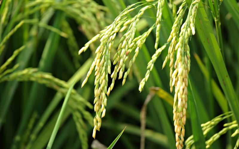 Governo zera tarifa de importação para três tipos de arroz