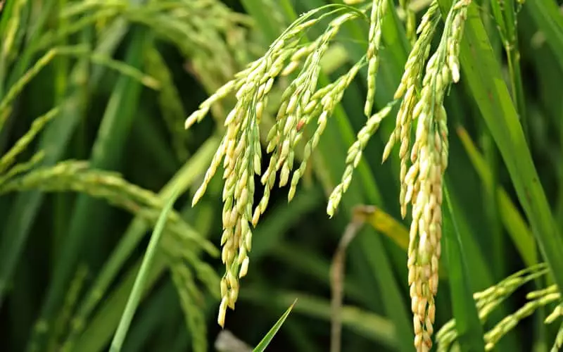 Governo zera imposto de importação para três tipos de arroz 2 Governo zera tarifa de importação para três tipos de arroz