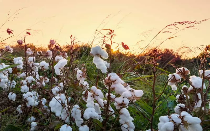 IBGE aponta maior produção de algodão, feijão, arroz e trigo na safra 2024 2 IBGE aponta maior produção de algodão, feijão arroz e trigo na Safra 2024