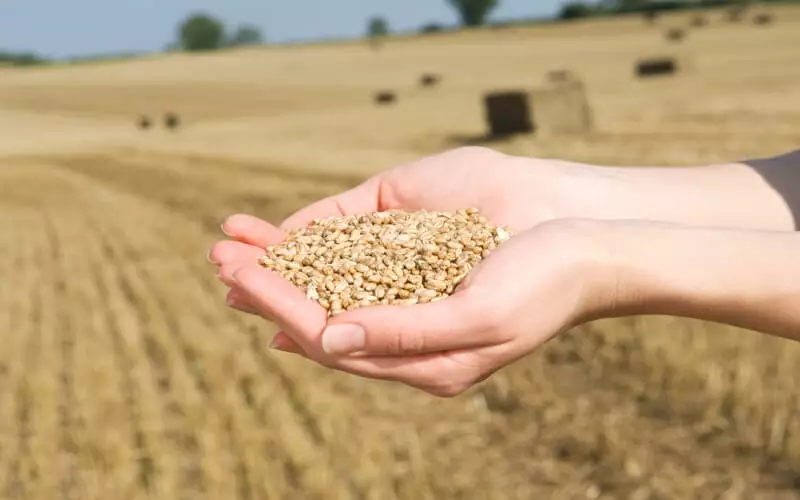 Governo regulamenta inspeção e fiscalização de produtos para alimentação animal