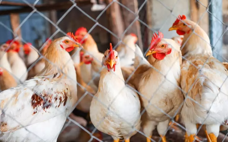 Associação estima mortes de mais de 300 mil aves com chuvas no RS