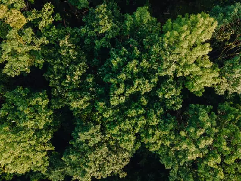 Restauração ambiental avança como eixo central da meta de neutralidade de carbono 2 Recuperação de florestas