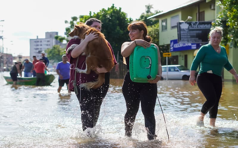 Enchentes no RS: Mais de 10 mil animais já foram resgatados
