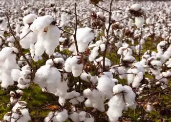 Safra de algodão apresenta panorama positivo em diversas regiões do Brasil