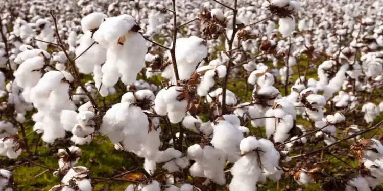 Safra de algodão apresenta panorama positivo em diversas regiões do Brasil