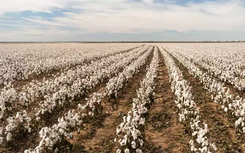 Safra de algodão apresenta panorama positivo em diversas regiões do Brasil