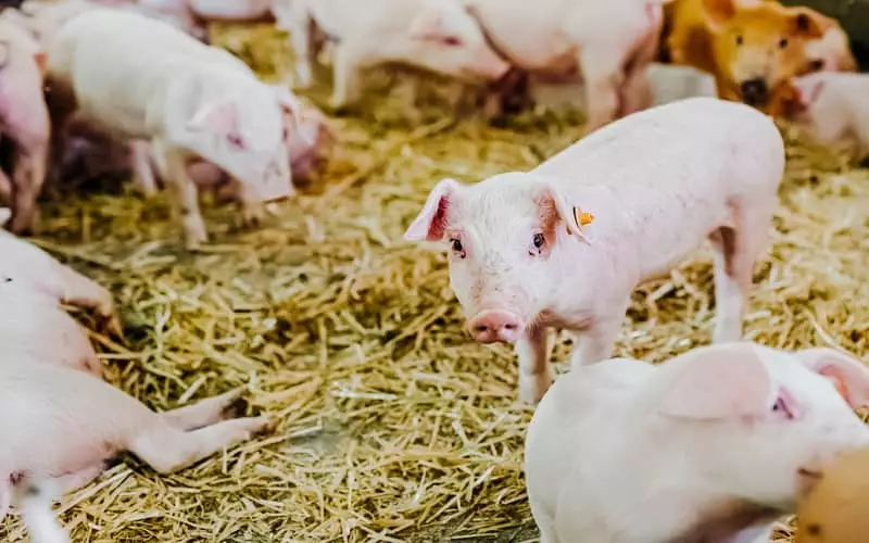 Brasil está autorizado exportar pepsina suína para o México