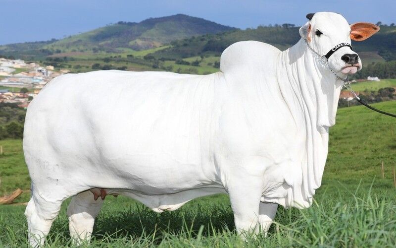 Bezerra de vaca mais cara do mundo é leiloada por R$ 3 milhões
