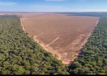 Ações para combater o desmatamento na Amazônia terão investimento de R$ 318 mi